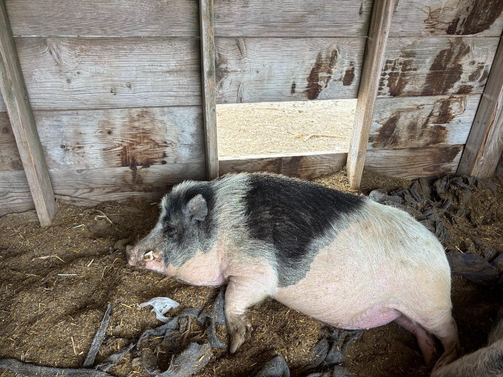 Enlarge George, a Adoptable Pig in Eagle Mountain, UT image 1/2