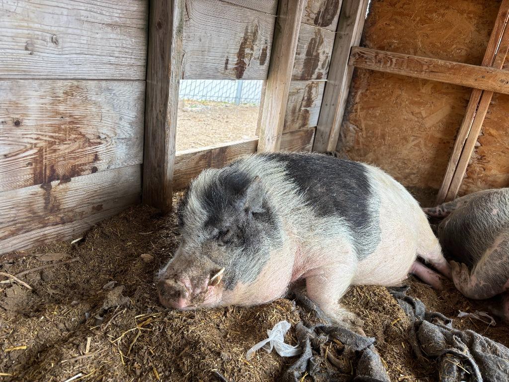 Enlarge George, a Adoptable Pig in Eagle Mountain, UT image 2/2