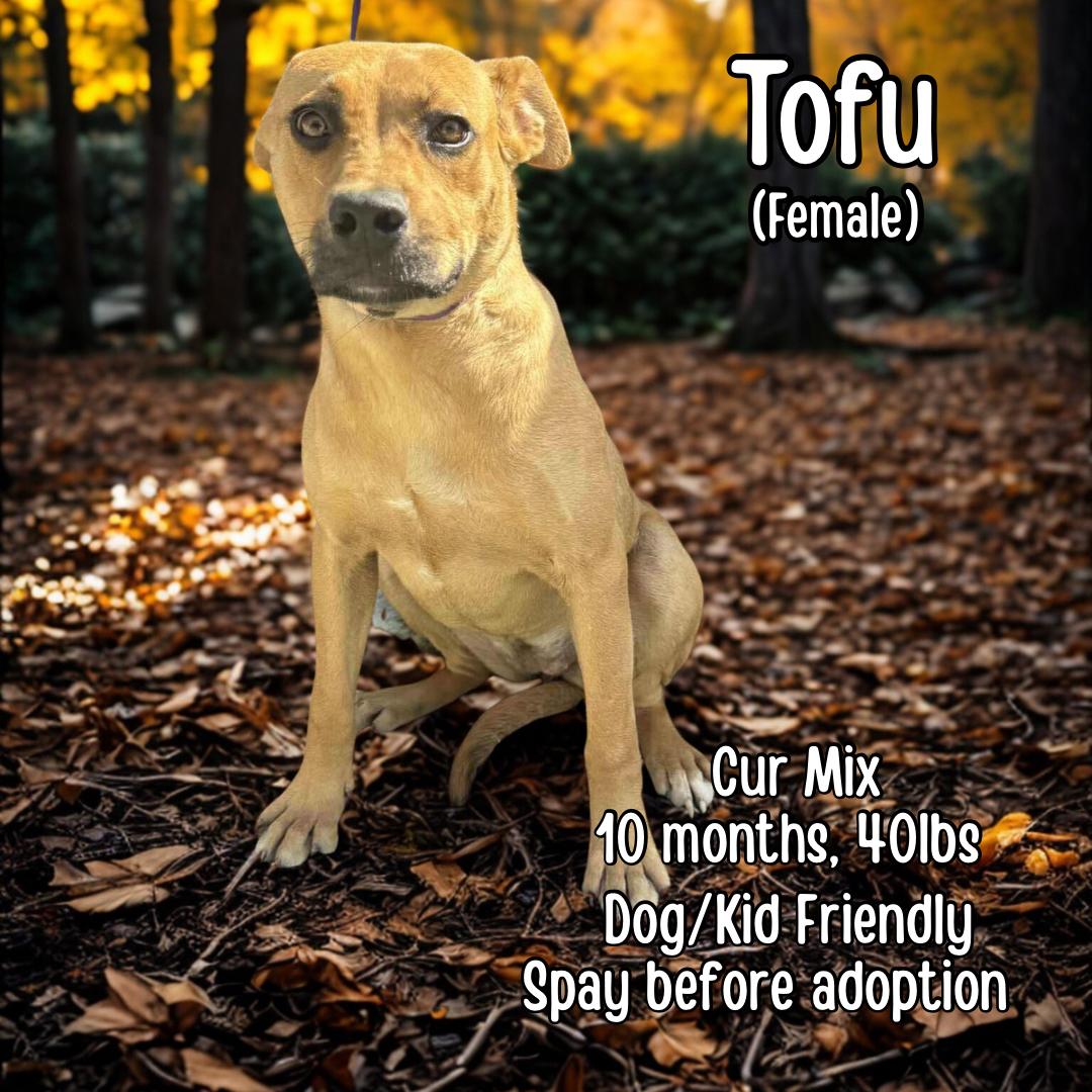 Enlarge Tofu, a Adoptable mixed breed in Lancaster, KY image 1/1