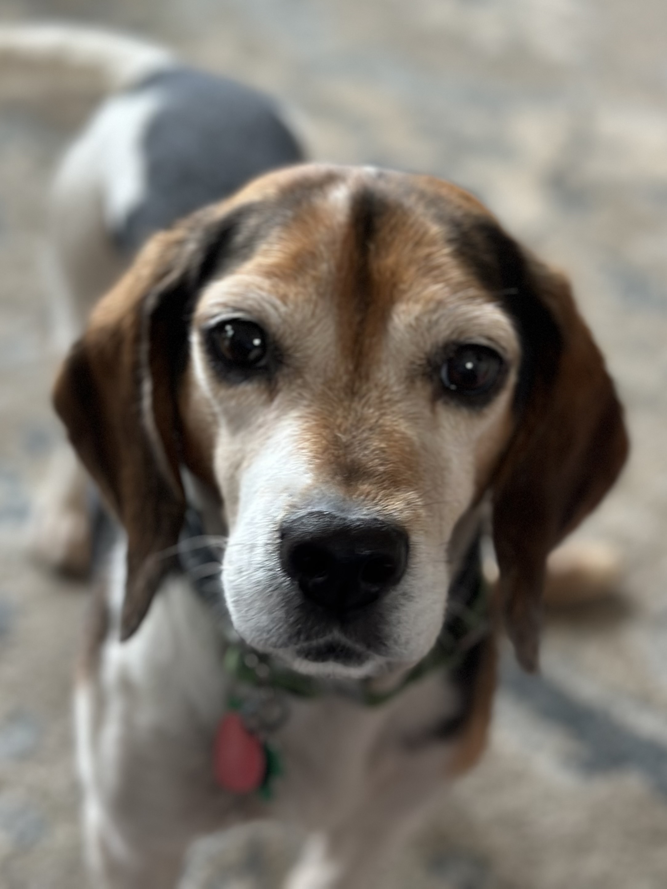 Dog for adoption Clyde, a Beagle in Bradfordwoods, PA Petfinder