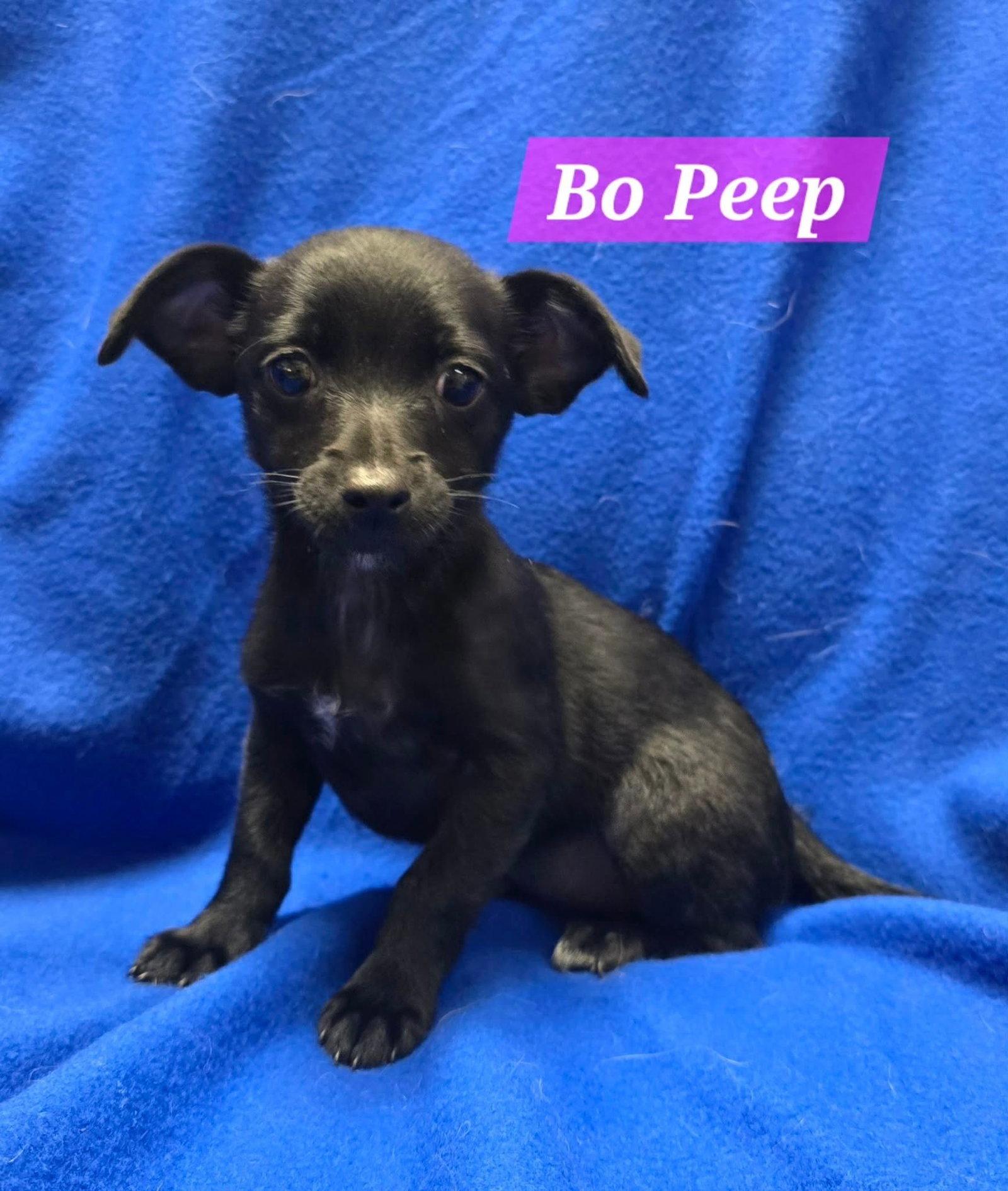 Enlarge Bo Peep, a Adoptable Terrier in Modesto, CA image 1/1