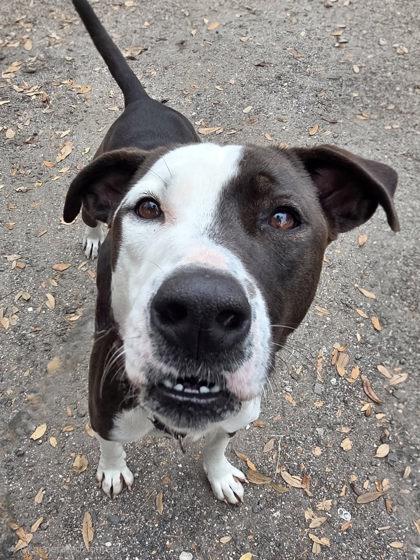 Suzie, Adoptable, Young Female Labrador Retriever & Pit Bull Terrier.