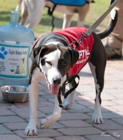 Enlarge Suzie, a Adoptable mixed breed in Palm Coast, FL image 2/3