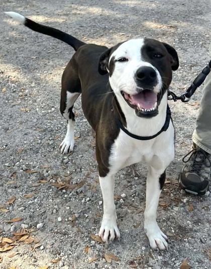 Enlarge Suzie, a Adoptable mixed breed in Palm Coast, FL image 3/3