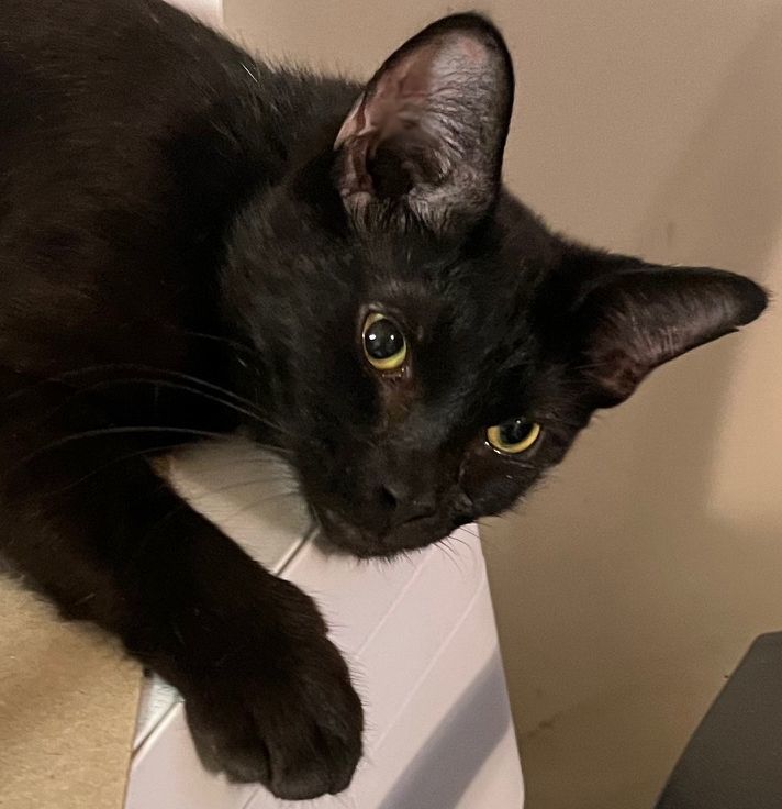Fern - Purrbox
