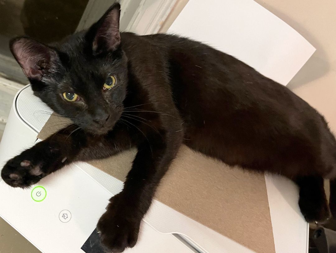 Fern - Purrbox 2