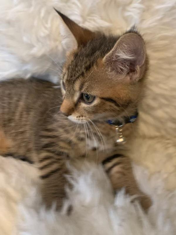 Enlarge Kai, a ADOPTABLE Tabby in Pasco, WA image 3/6