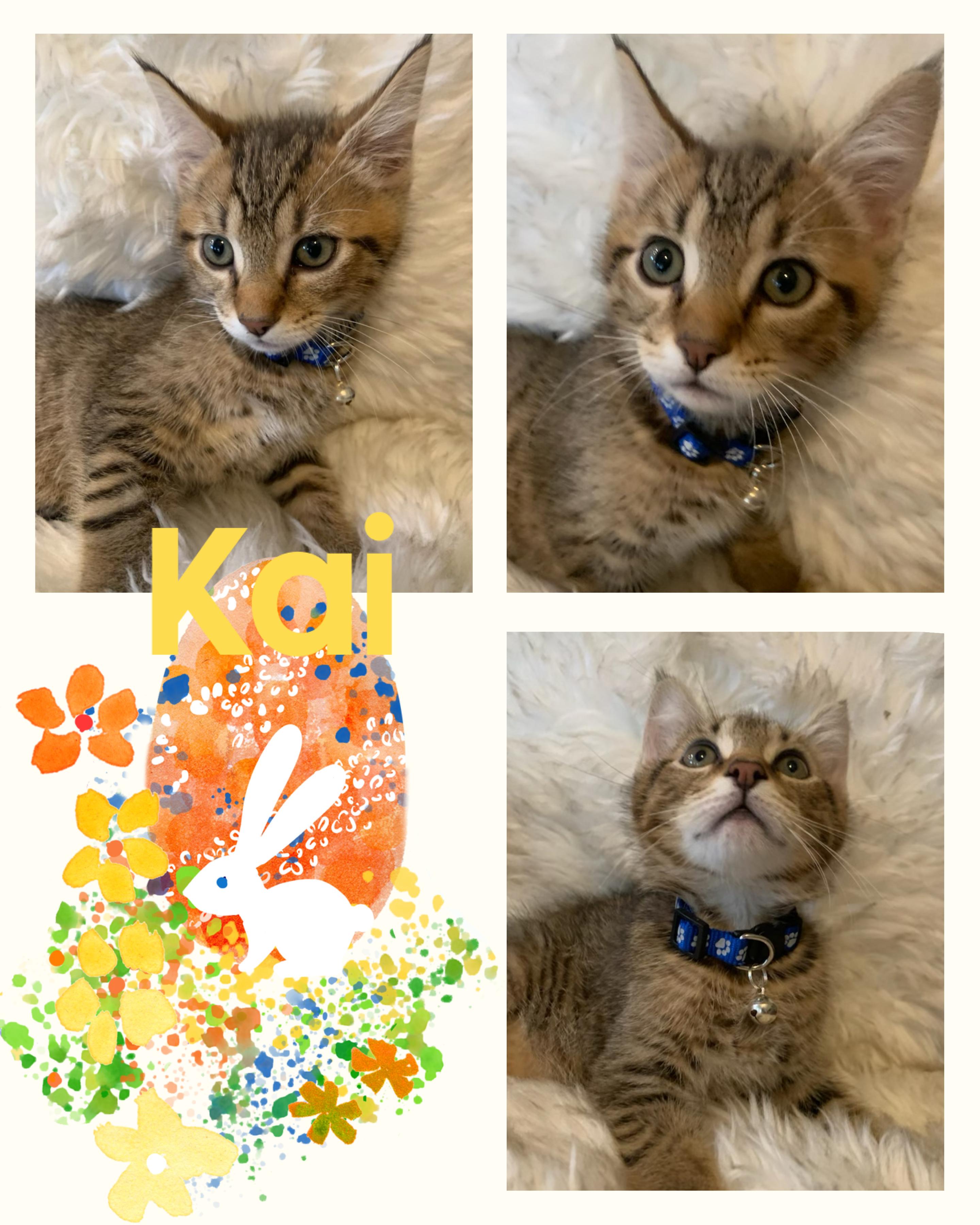 Enlarge Kai, a ADOPTABLE Tabby in Pasco, WA image 6/6