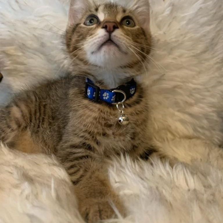 Enlarge Kai, a ADOPTABLE Tabby in Pasco, WA image 5/6