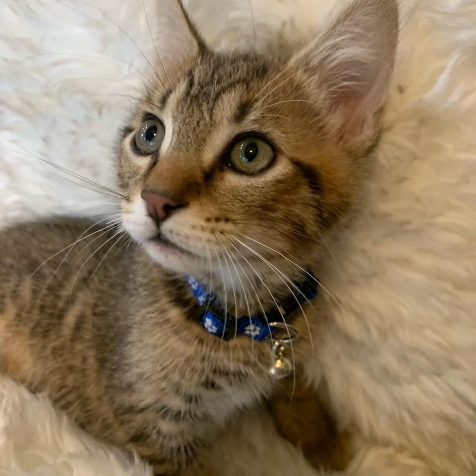 Enlarge Kai, a ADOPTABLE Tabby in Pasco, WA image 2/6