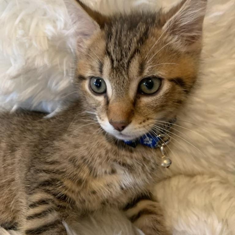 Enlarge Kai, a ADOPTABLE Tabby in Pasco, WA image 4/6