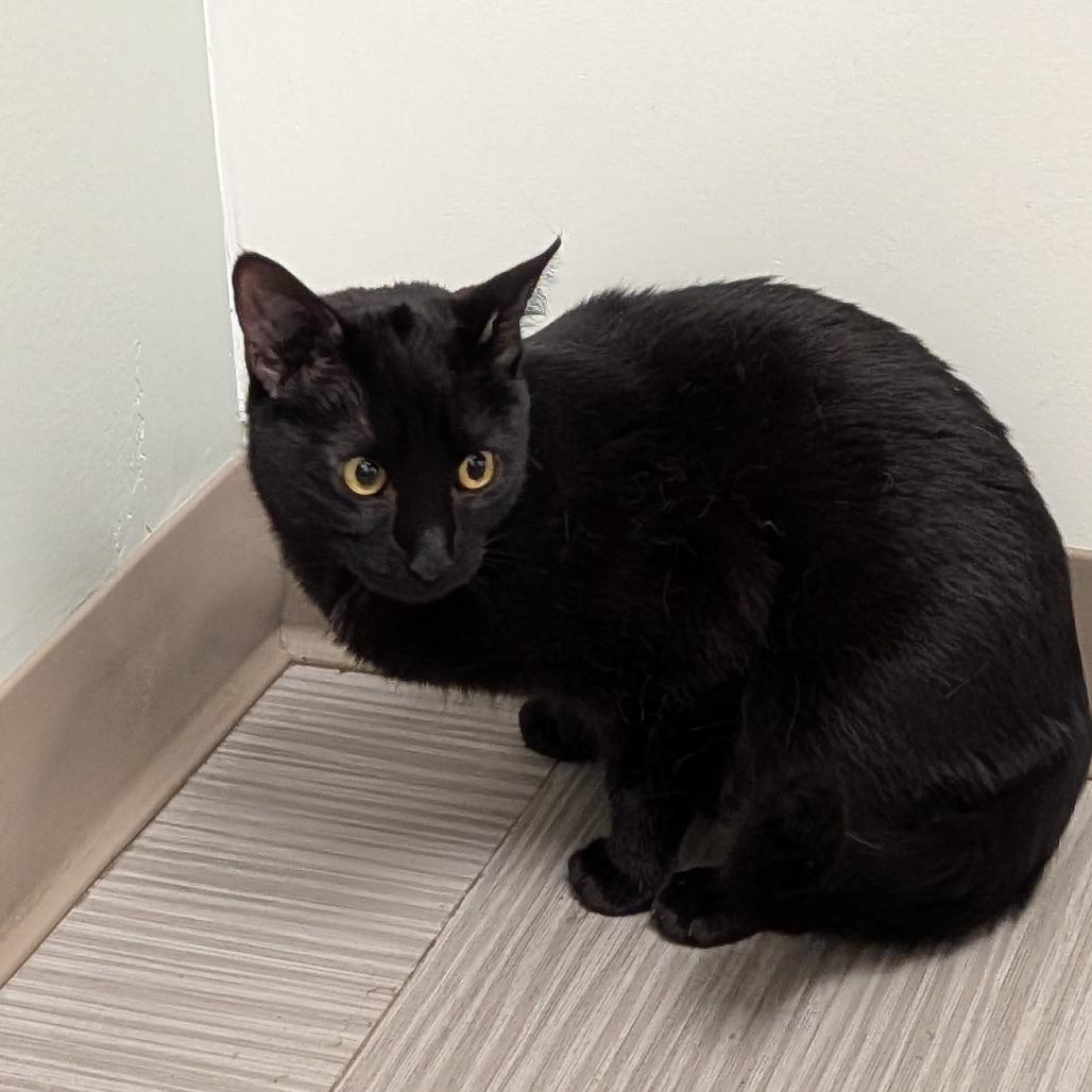Sal, Adoptable, Young Male Domestic Short Hair.