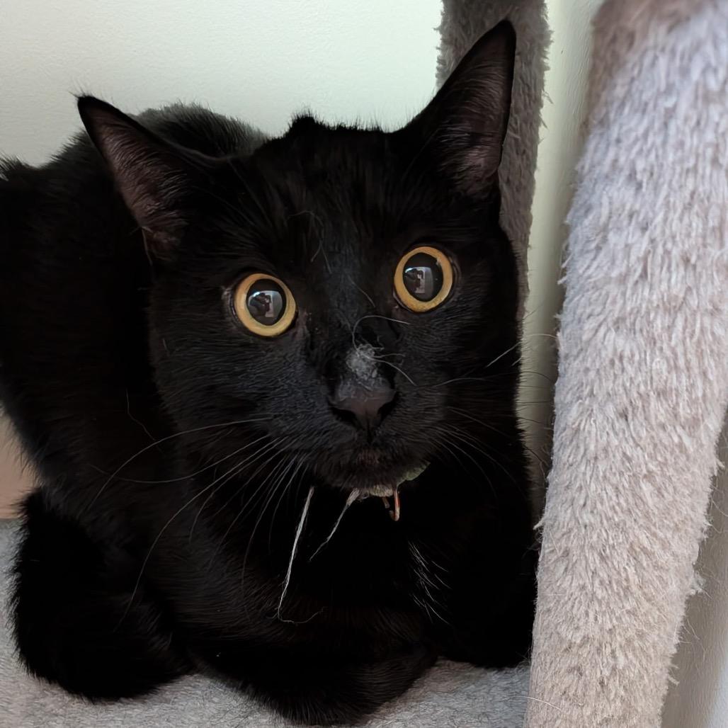 Enlarge Sal, a Adoptable Domestic Short Hair in Wakefield, MA image 2/3