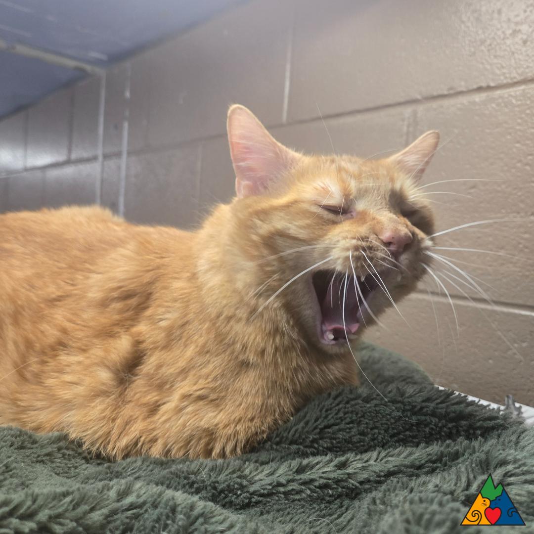 Ollie, an adoptable Domestic Short Hair in Douglas, WY, 82633 | Photo Image 2