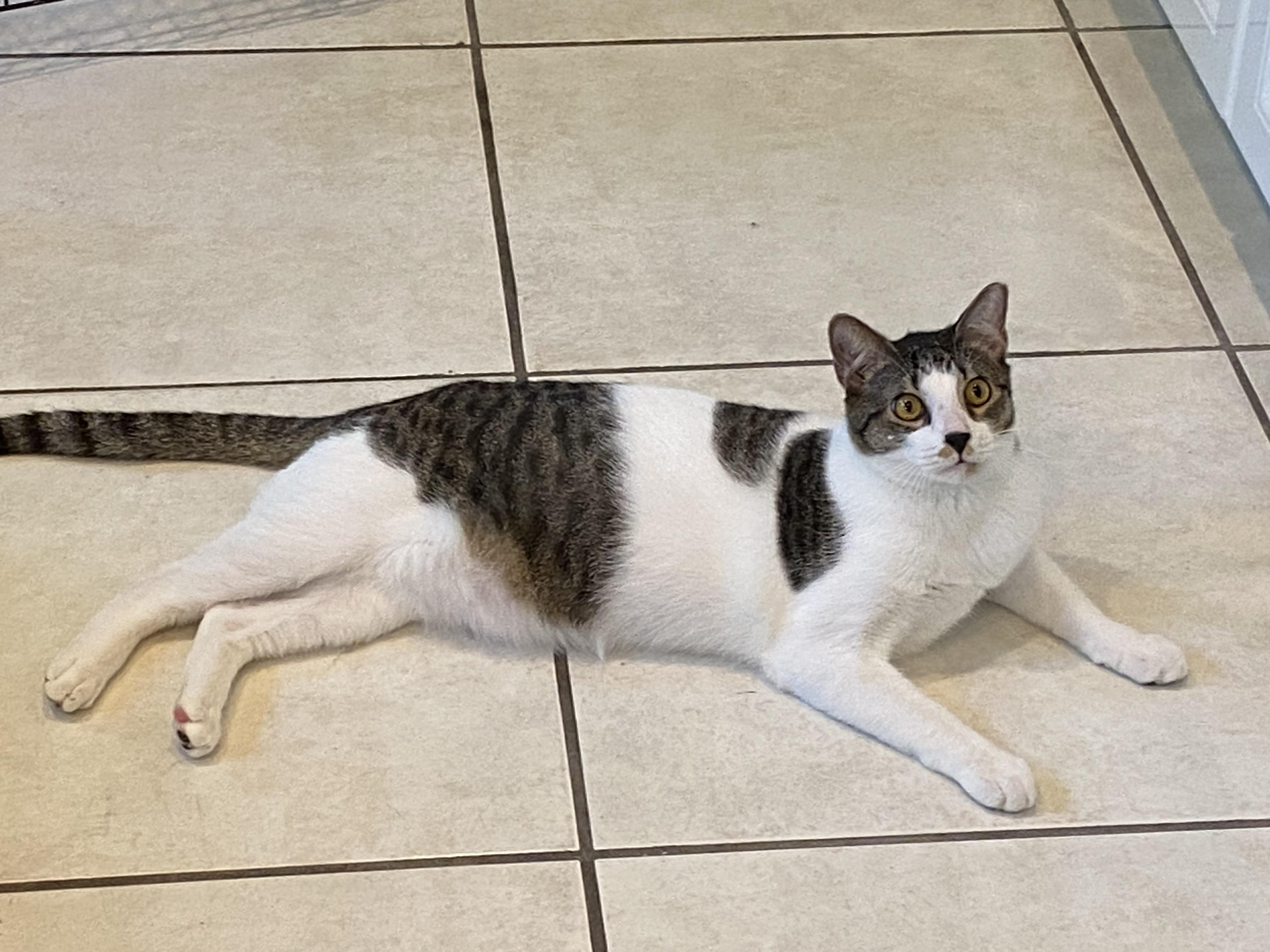 Mitra, Adoptable, Young Male Domestic Short Hair.