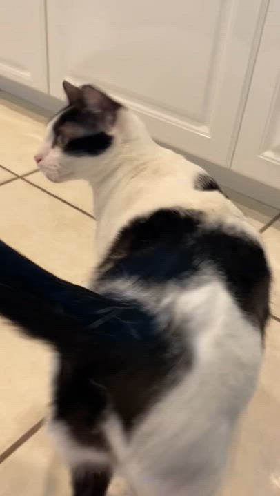 Enlarge Mitra, a Adoptable Domestic Short Hair in Miami, FL video 2/2