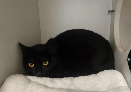 Enlarge Zoomie, a ADOPTABLE Domestic Short Hair in Phoenixville, PA image 1/1