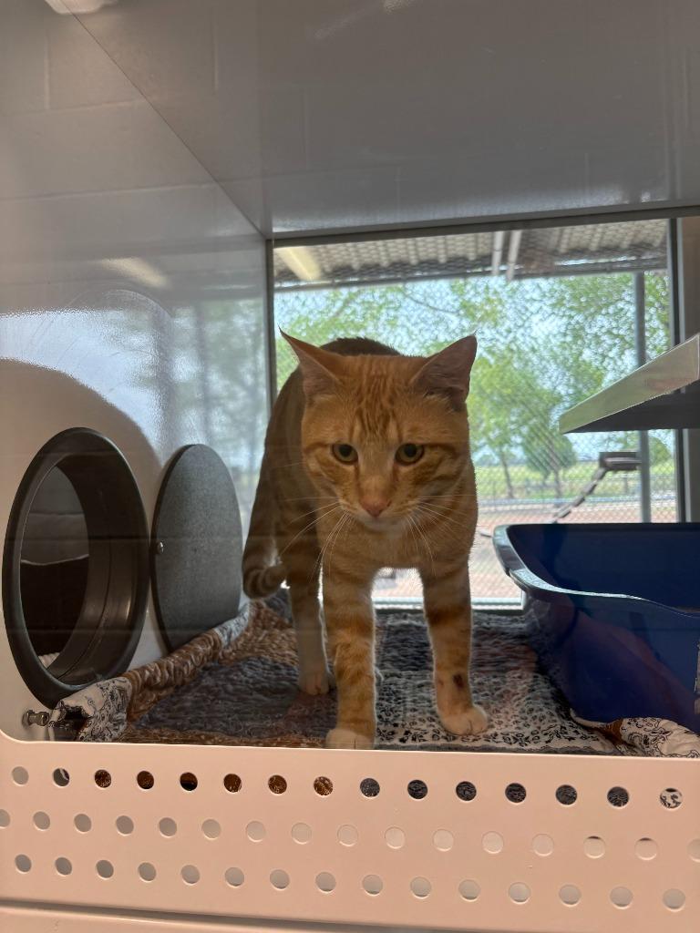 Enlarge Kevin, a Adoptable American Shorthair in Mustang, OK image 1/1