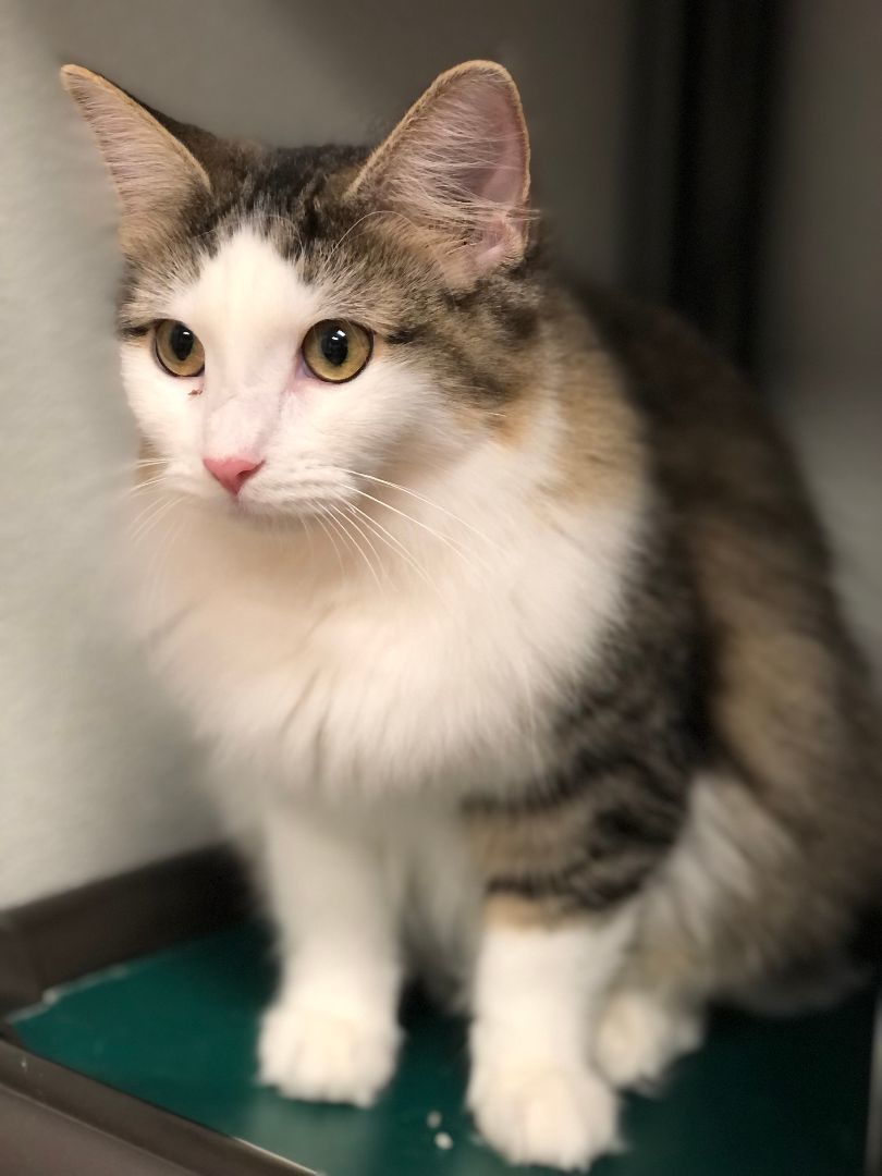 Cashew, Young Female Domestic Short Hair