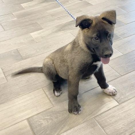 Enlarge Pretzel, a ADOPTABLE mixed breed in Nevada, MO image 1/1