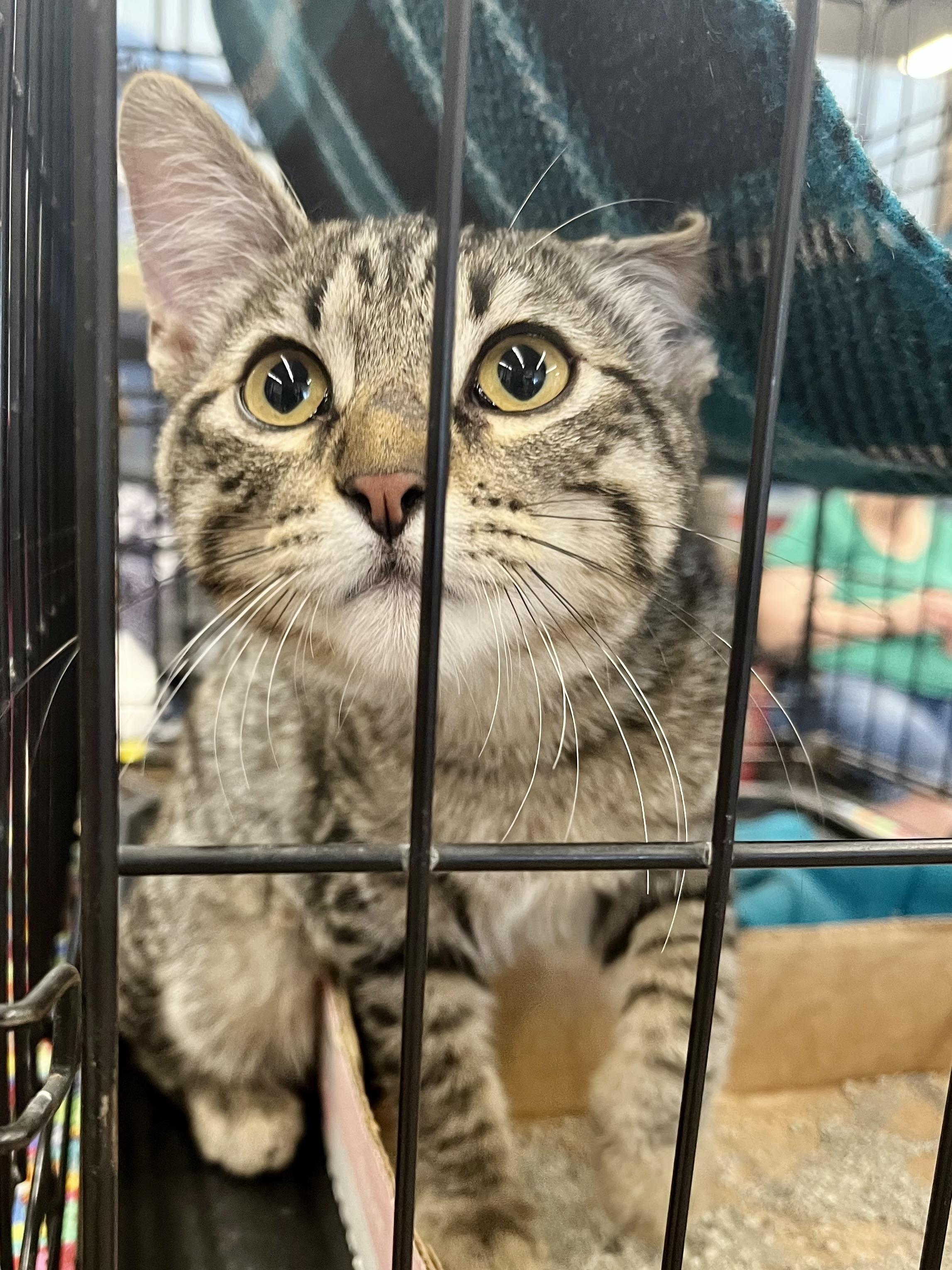 Enlarge Meowford, an adopted Domestic Short Hair in Schertz, TX image 1/1