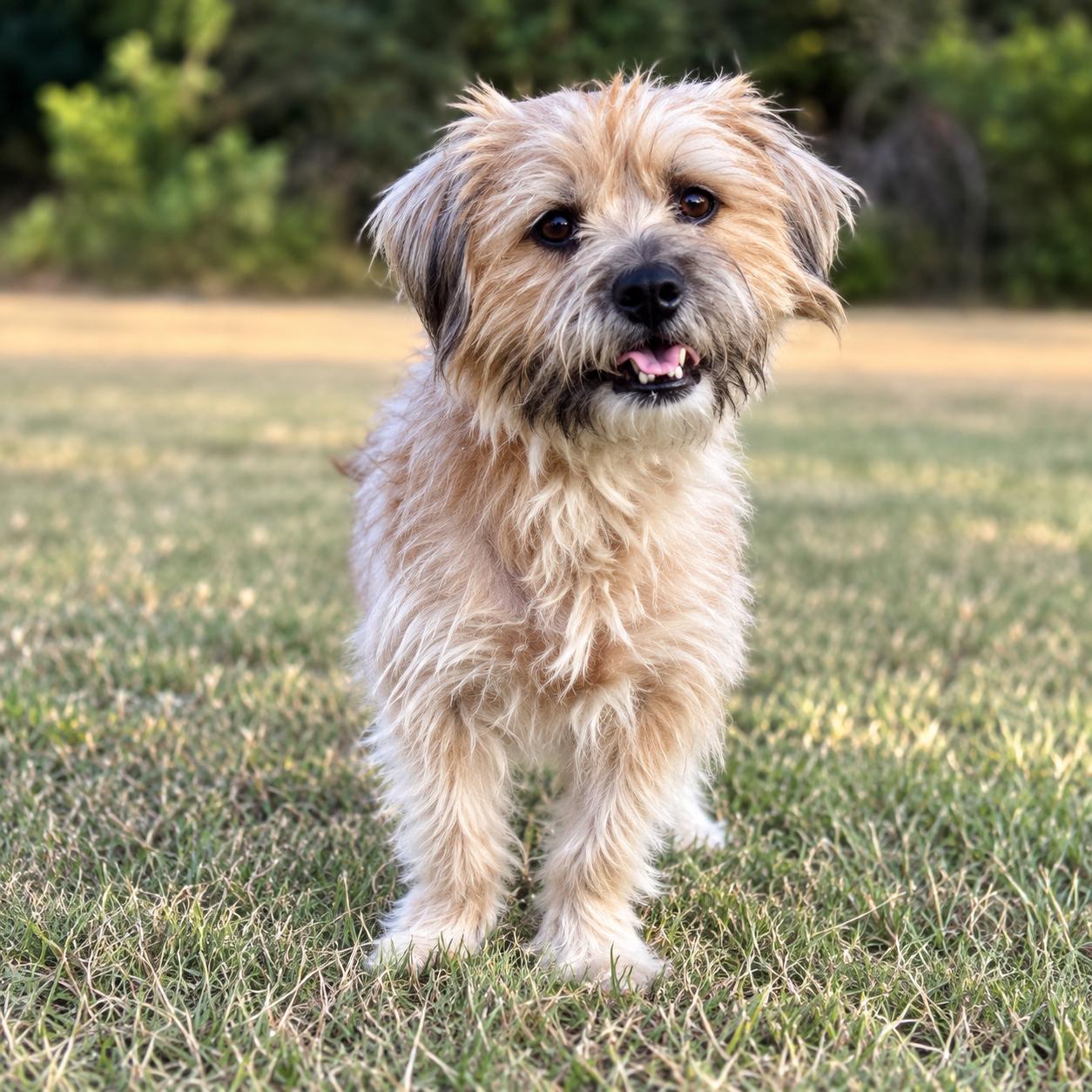 Enlarge MAREN, a Adoptable mixed breed in Thornhill, ON image 1/3