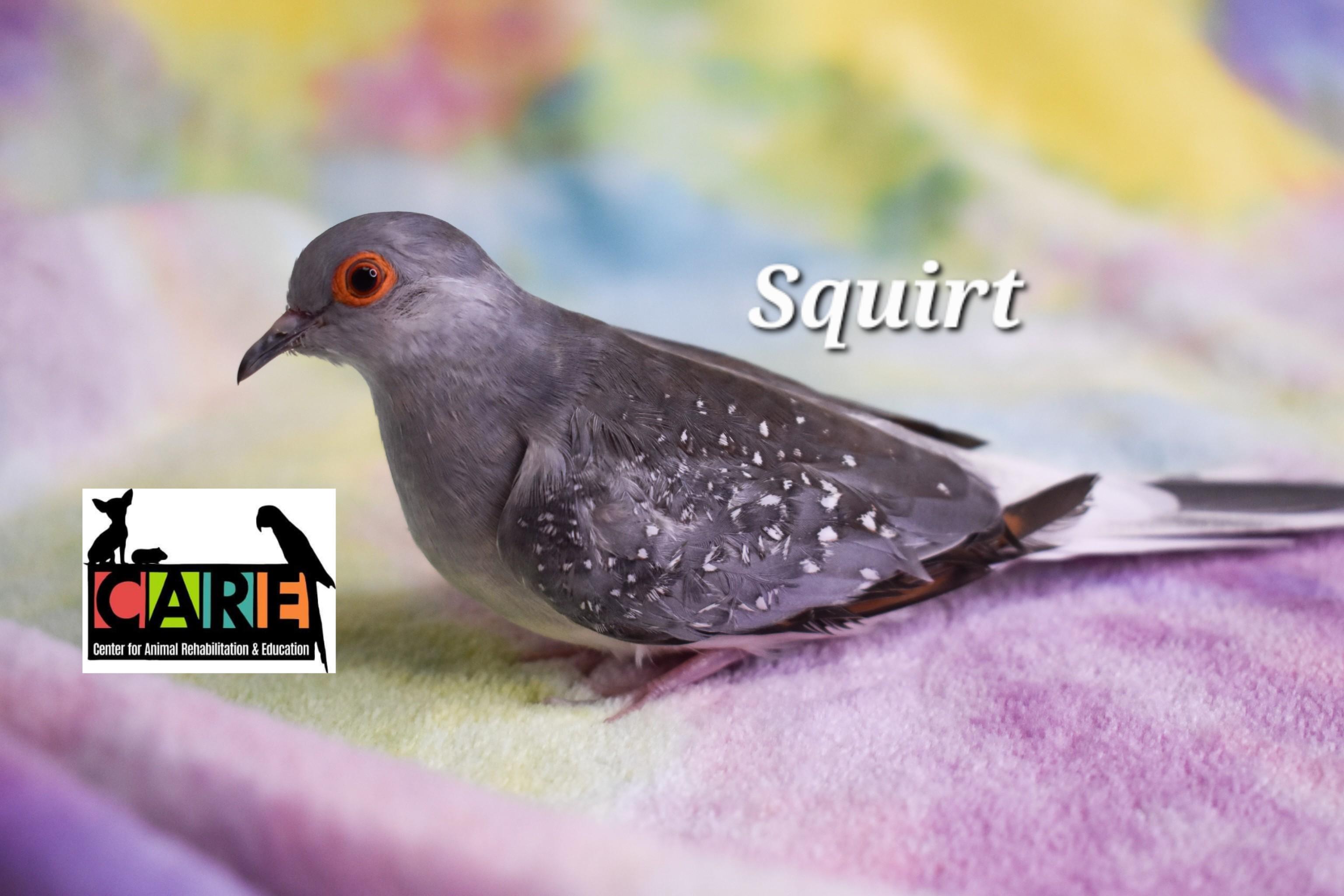 Squirt, a Adoptable Dove in Waukesha, WI image 2/4