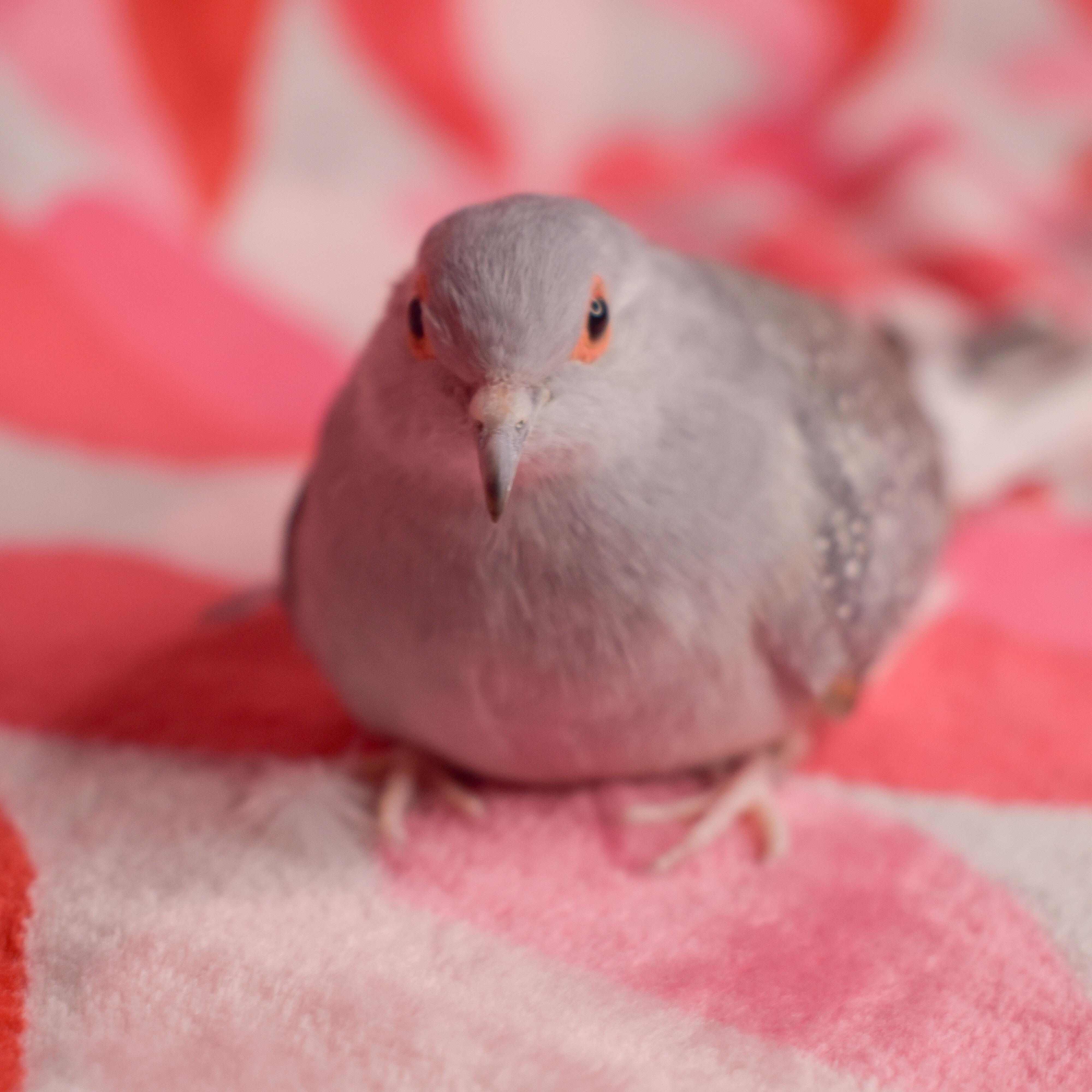 Enlarge Squirt, a Adoptable Dove in Waukesha, WI image 1/6