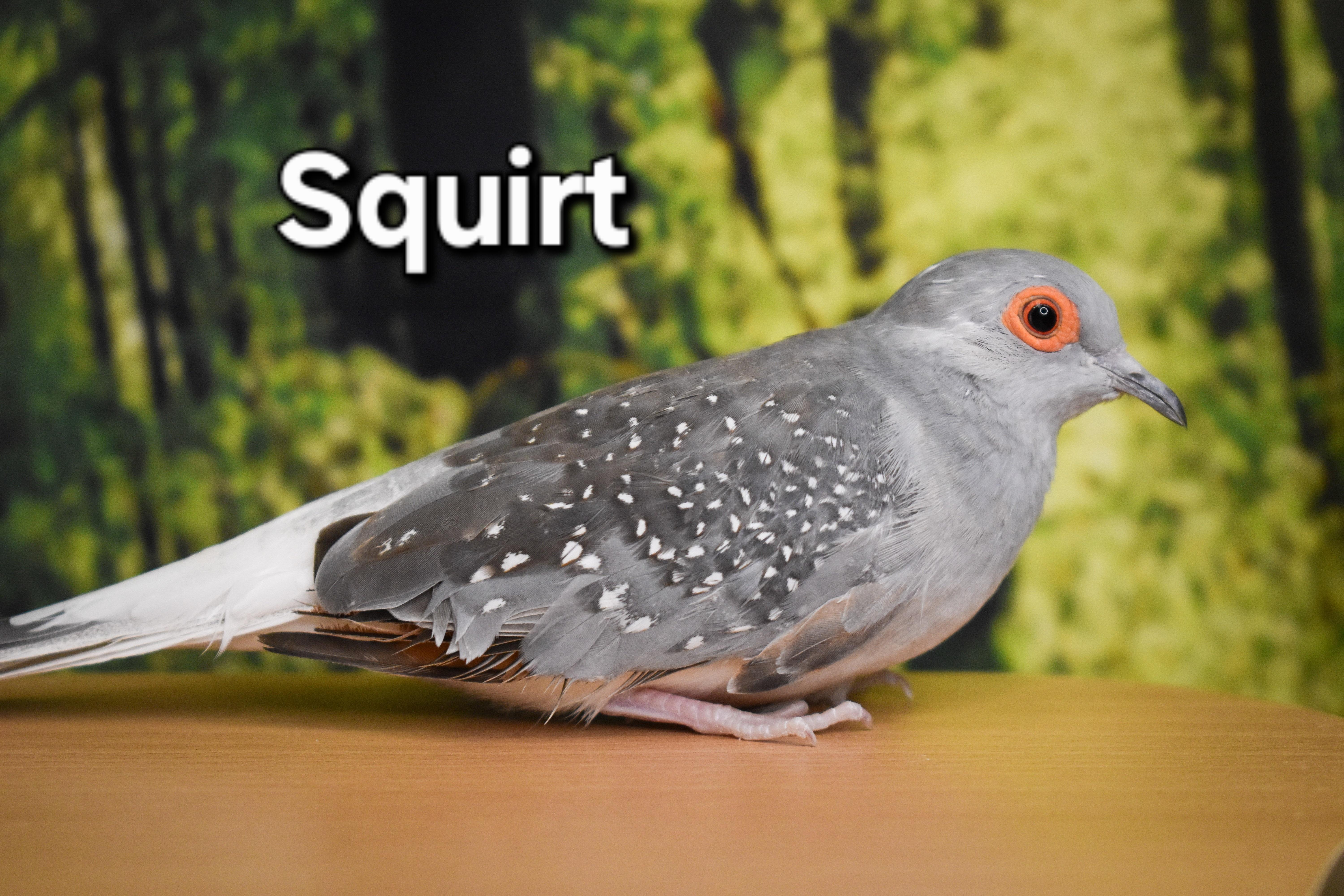 Squirt, Adoptable, Young Female Dove.