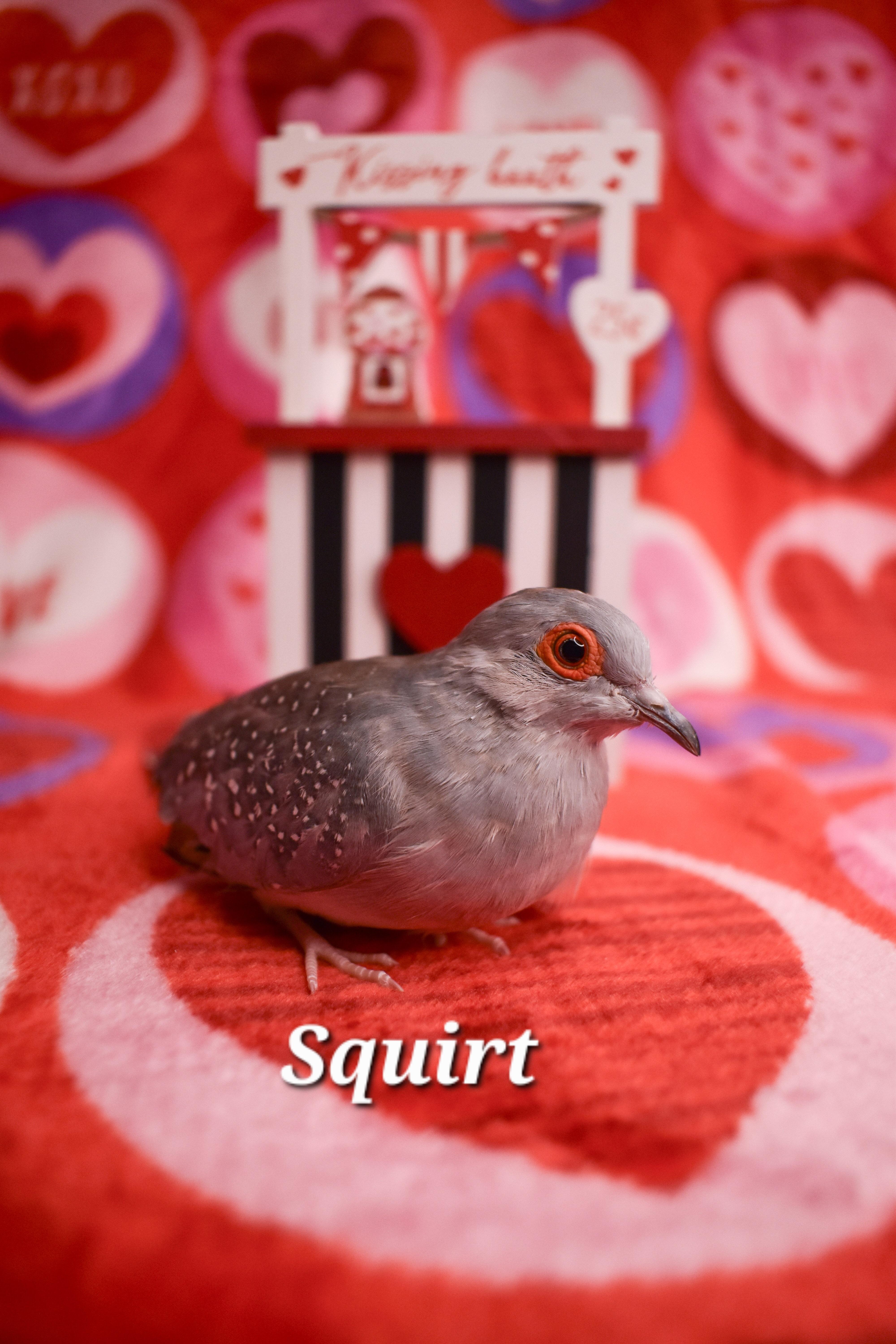 Squirt, a Adoptable Dove in Waukesha, WI image 3/4