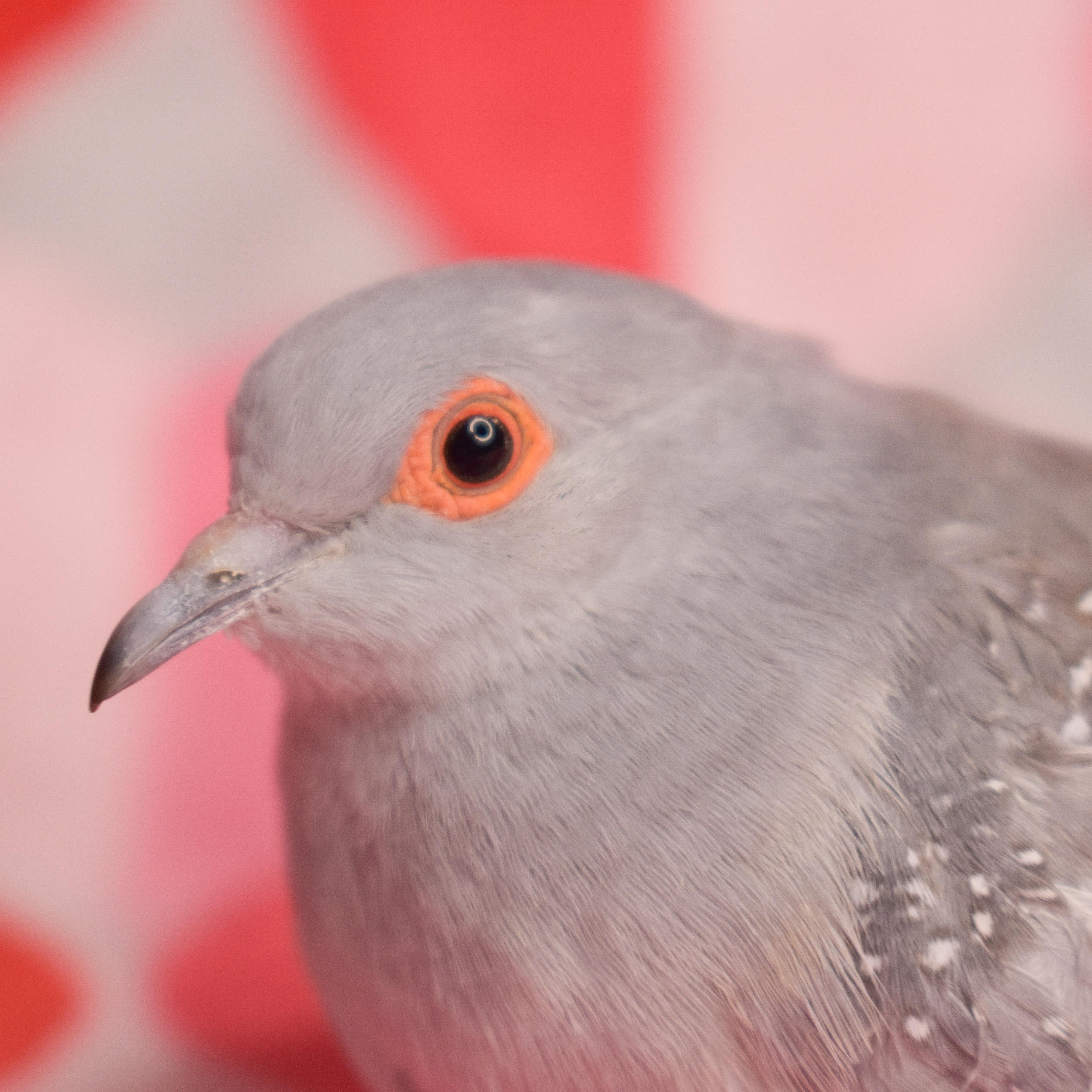 Enlarge Squirt, a Adoptable Dove in Waukesha, WI image 6/6
