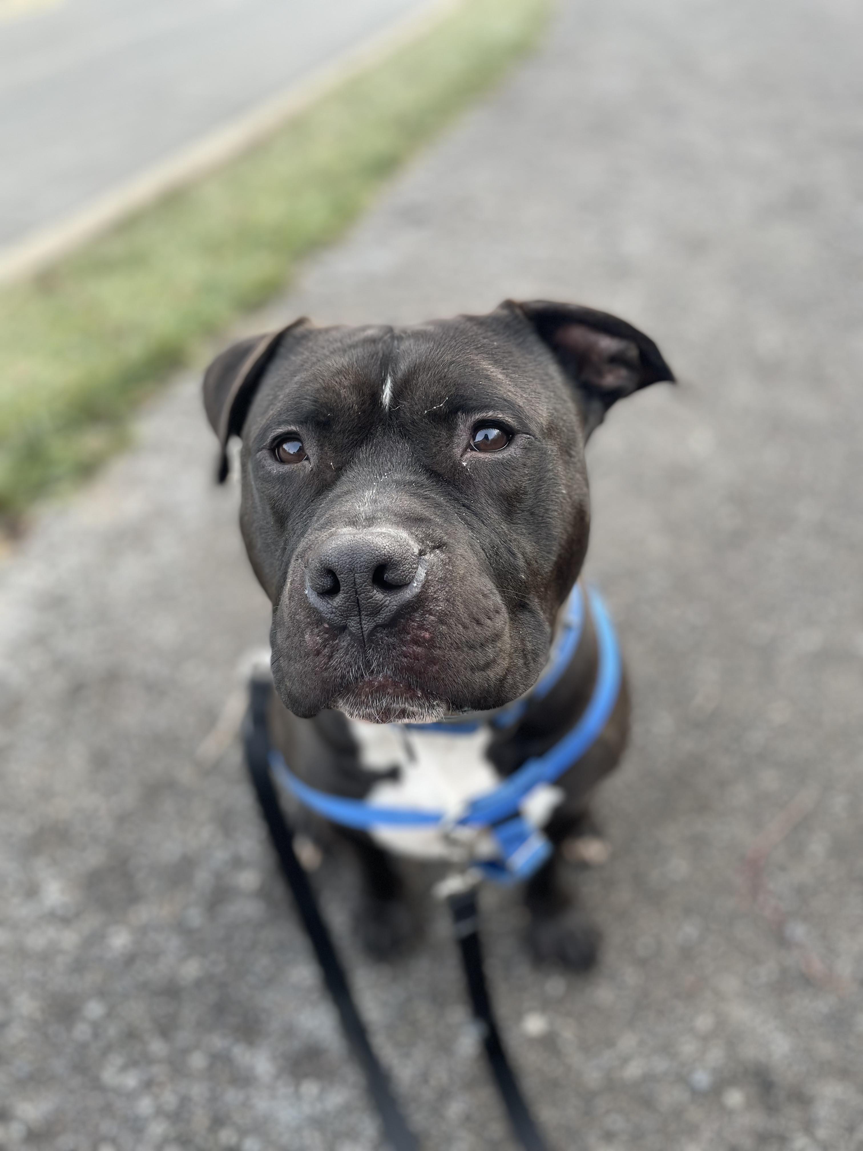 Enlarge Dobby, a ADOPTABLE American Bully in Pittsburgh, PA image 2/6