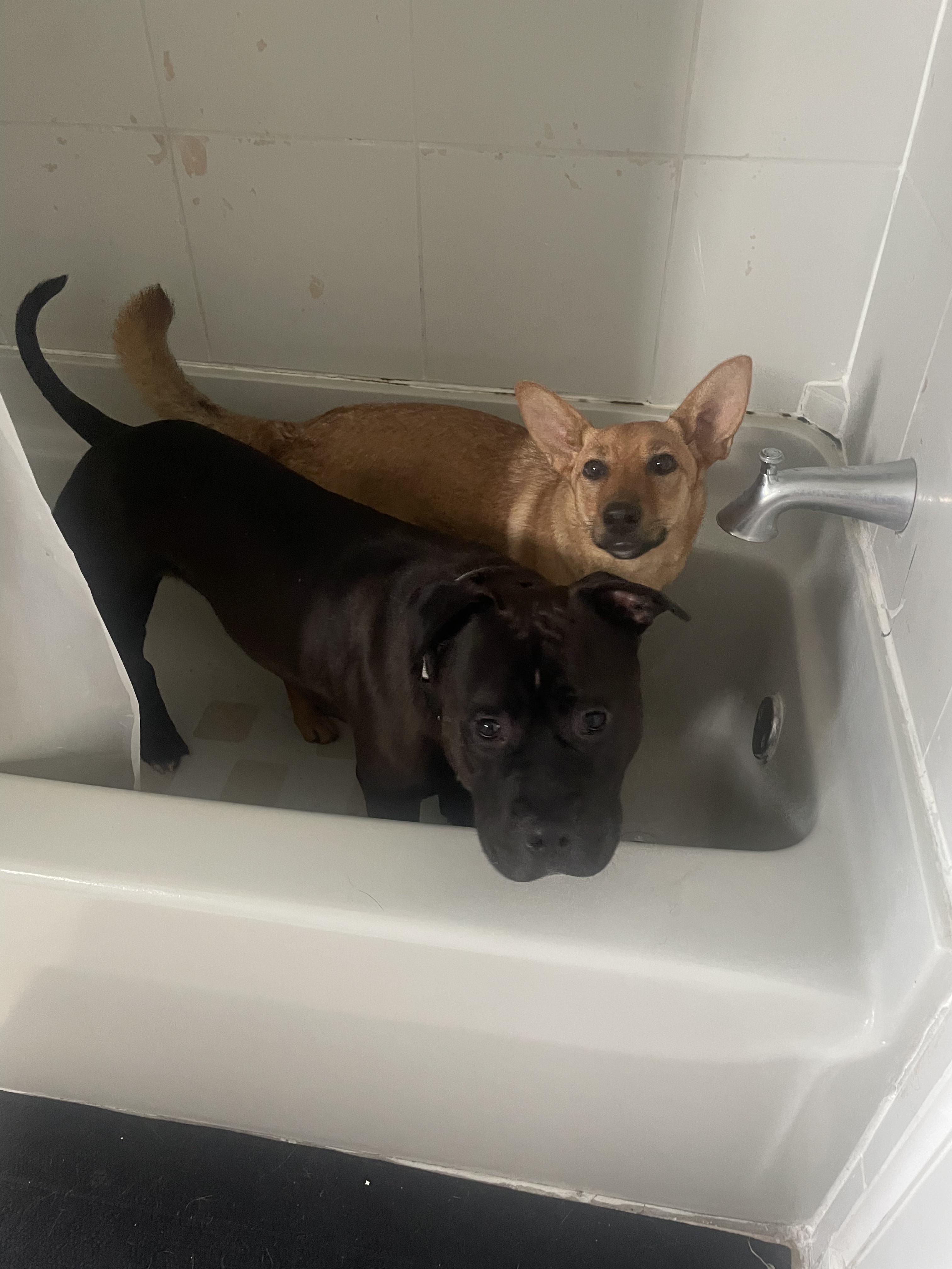 Enlarge Dobby, a ADOPTABLE American Bully in Pittsburgh, PA image 3/6