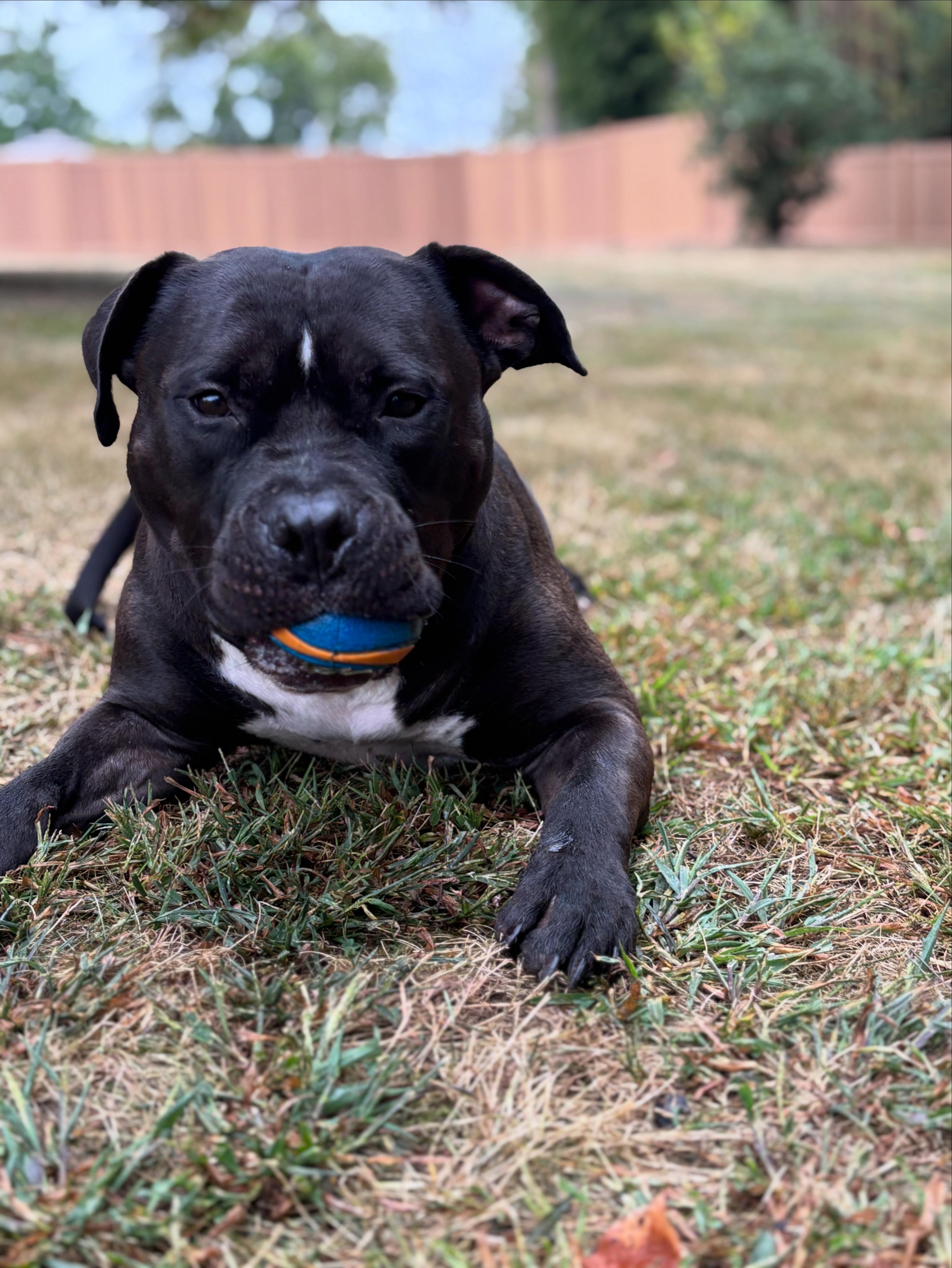 Dobby, ADOPTABLE, Young Male American Bully.
