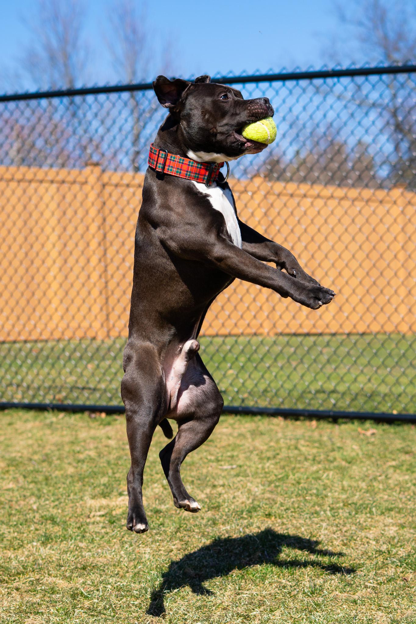 Enlarge Dobby, a ADOPTABLE American Bully in Pittsburgh, PA image 5/6