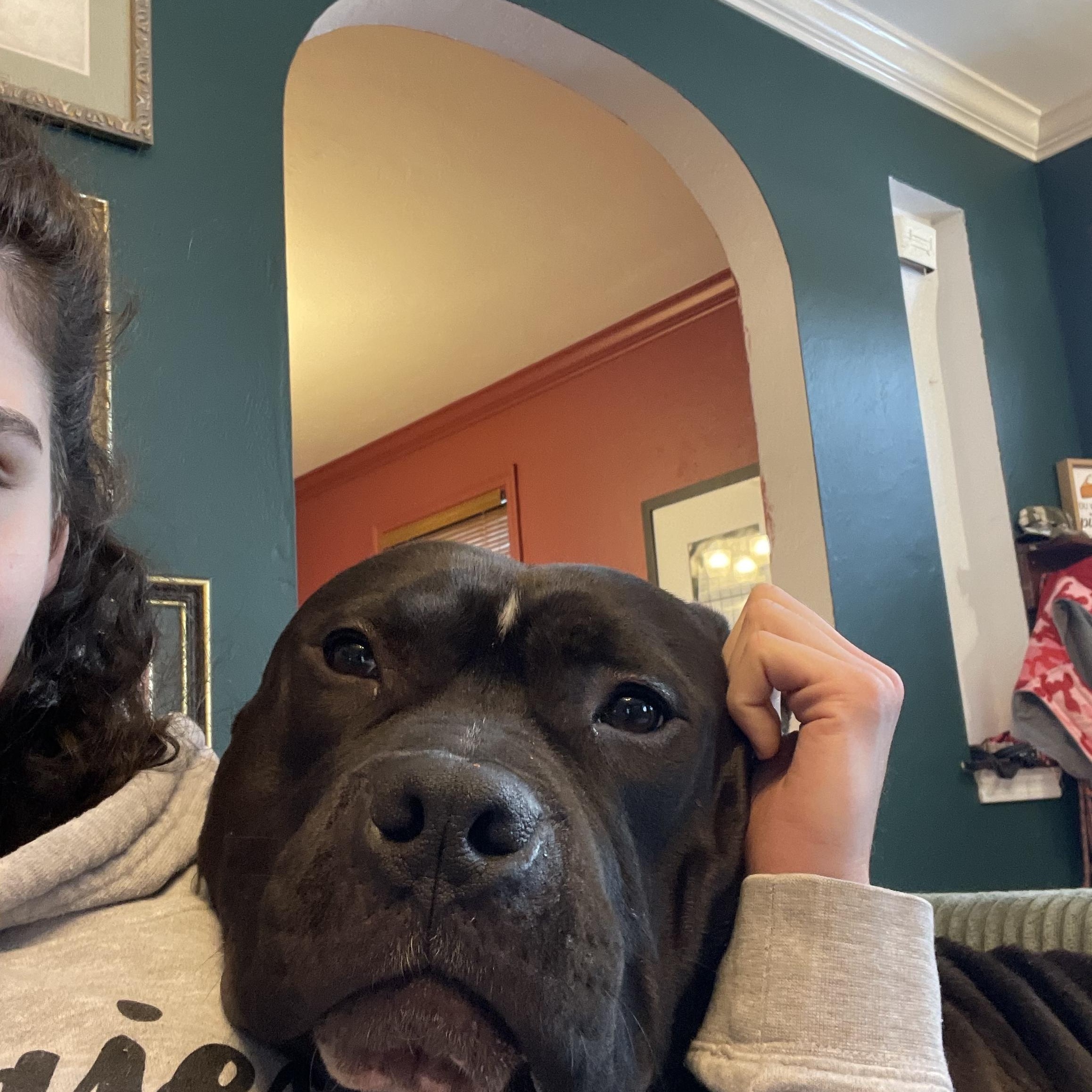 Enlarge Dobby, a ADOPTABLE American Bully in Pittsburgh, PA image 4/6