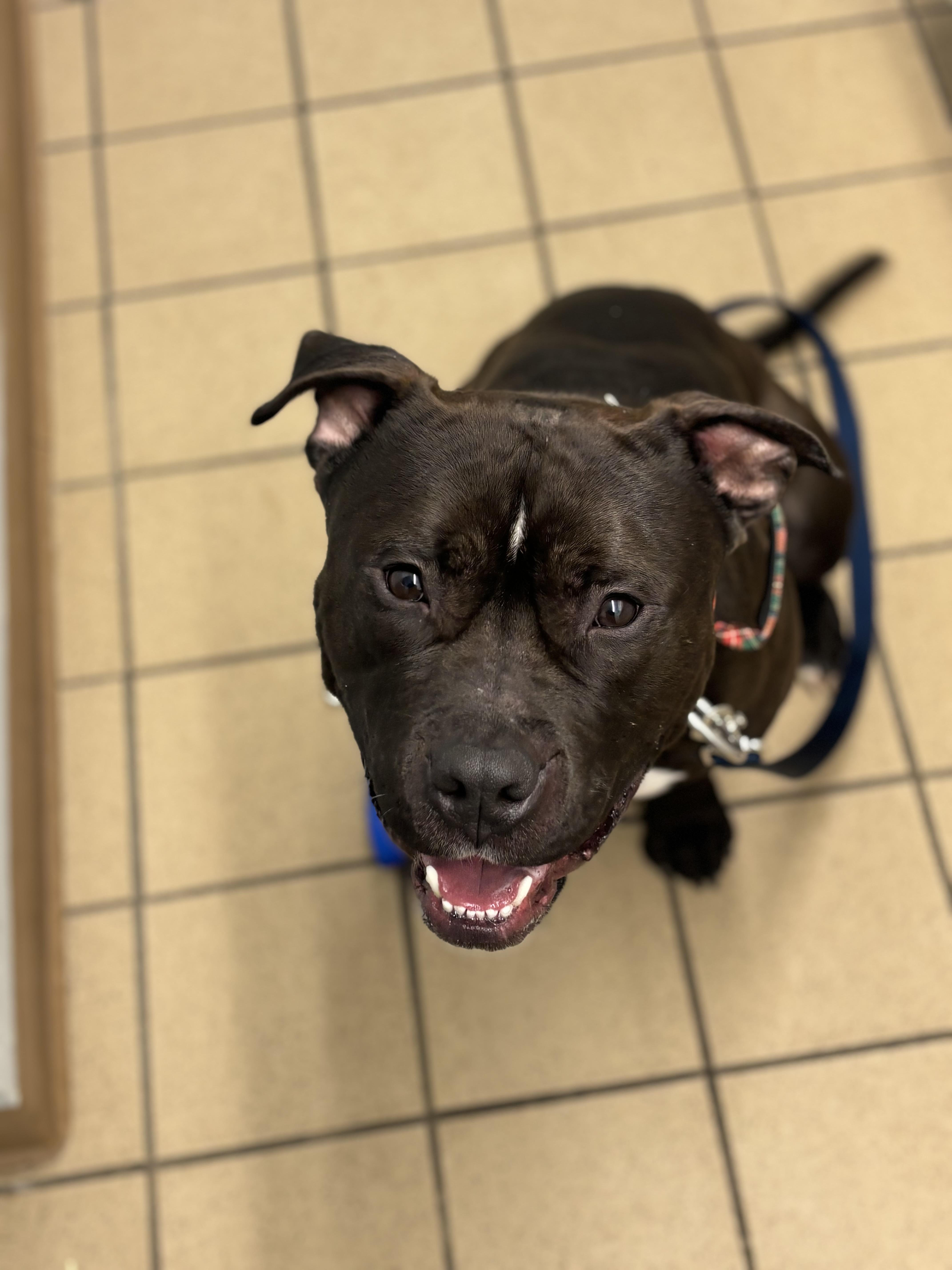 Enlarge Dobby, a ADOPTABLE American Bully in Pittsburgh, PA image 6/6