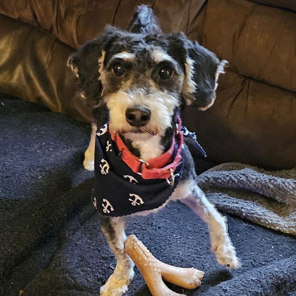 Enlarge Oliver, a Adopted Mixed Breed in Berlin, NJ image 1/1