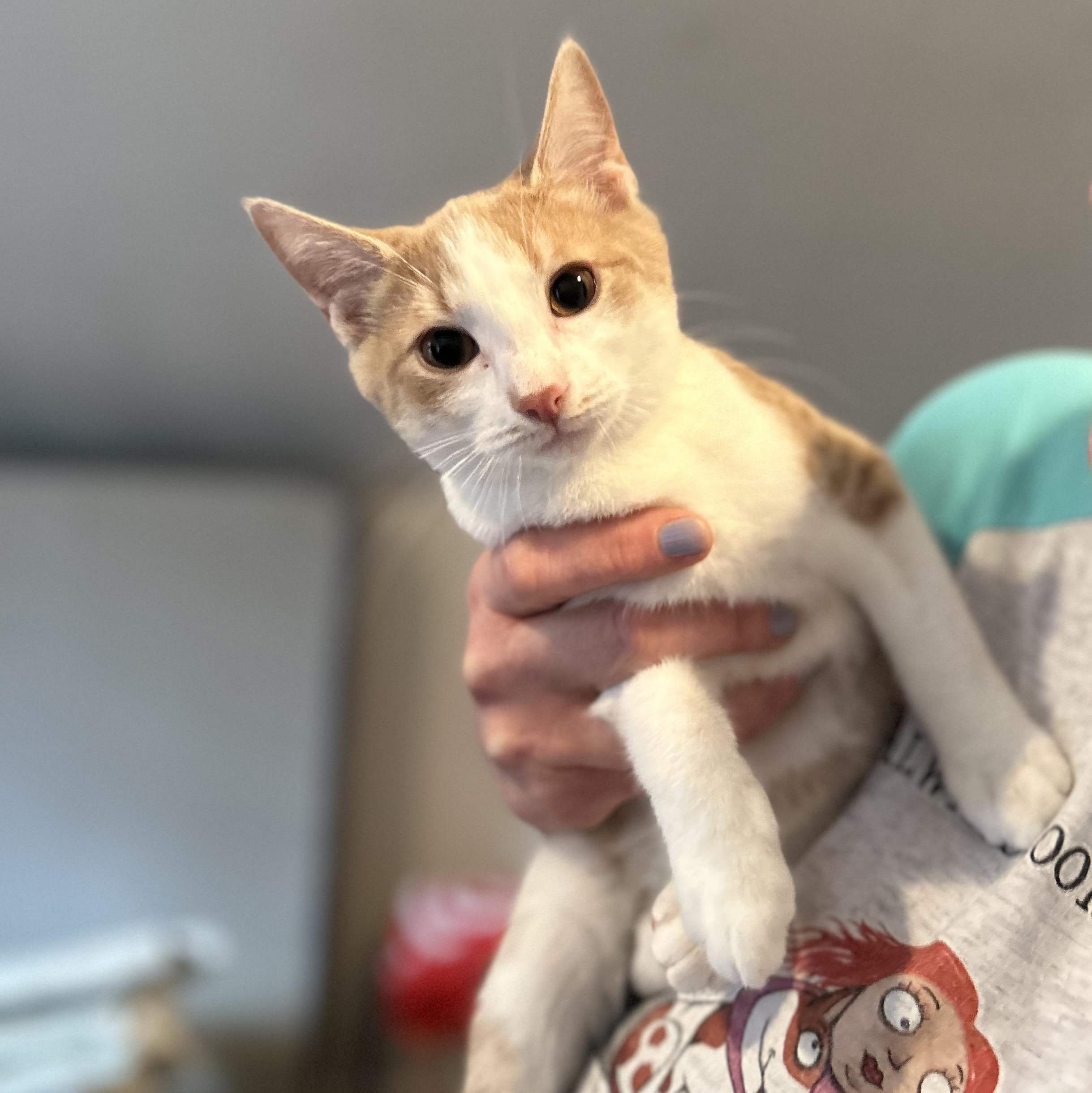 Enlarge Cutie, an adopted Domestic Short Hair in Norwalk, CT image 1/1