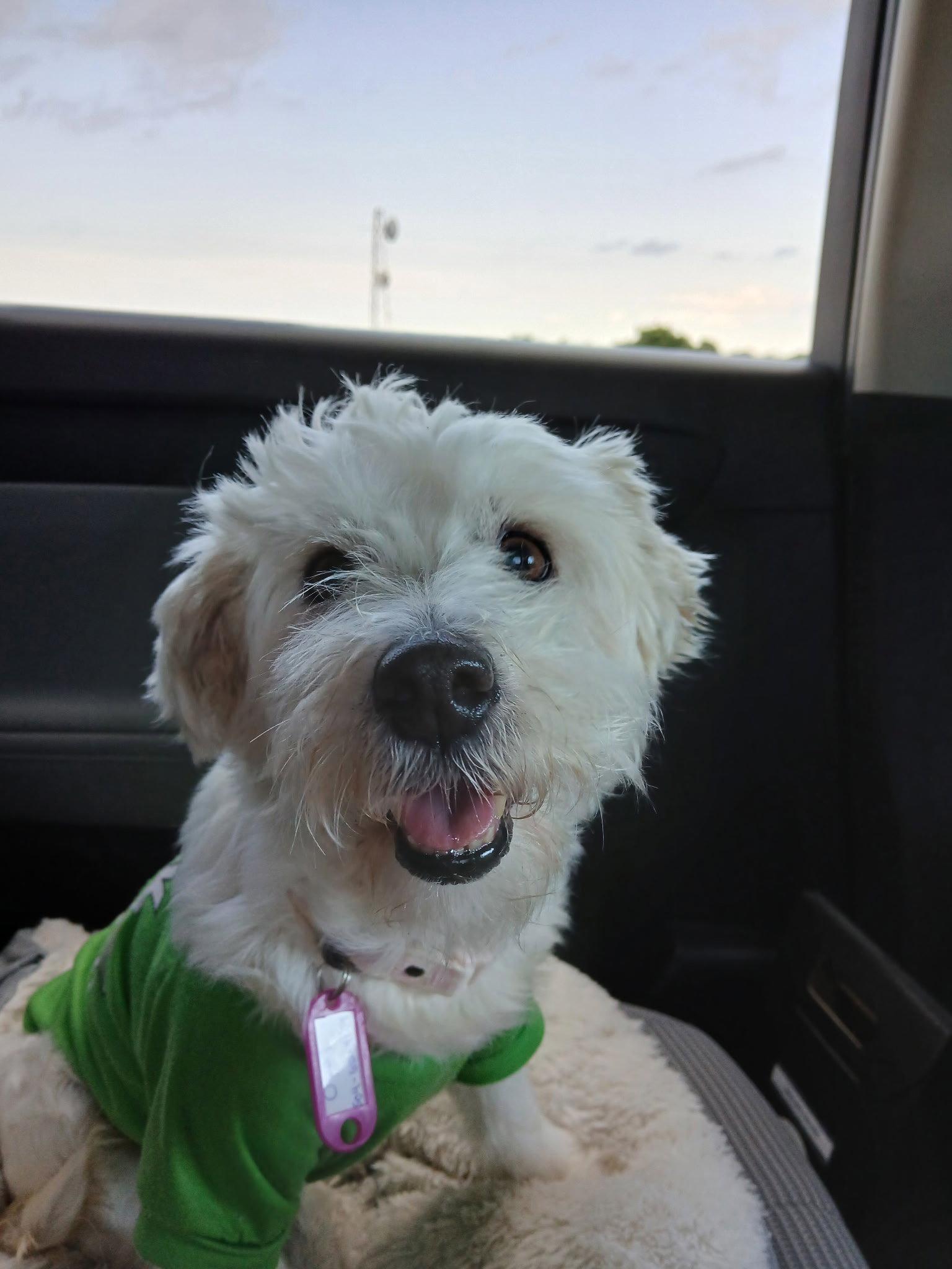 Opal, Adoptable, Senior Female Maltese & West Highland White Terrier / Westie.