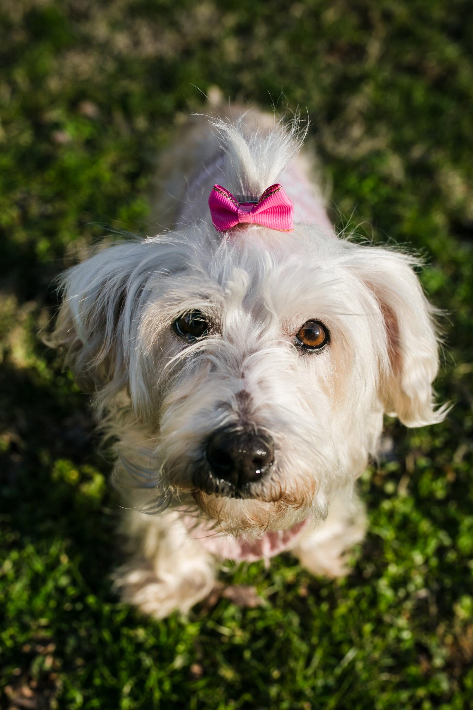 Enlarge Opal, a Adoptable mixed breed in Nashville, TN image 3/3
