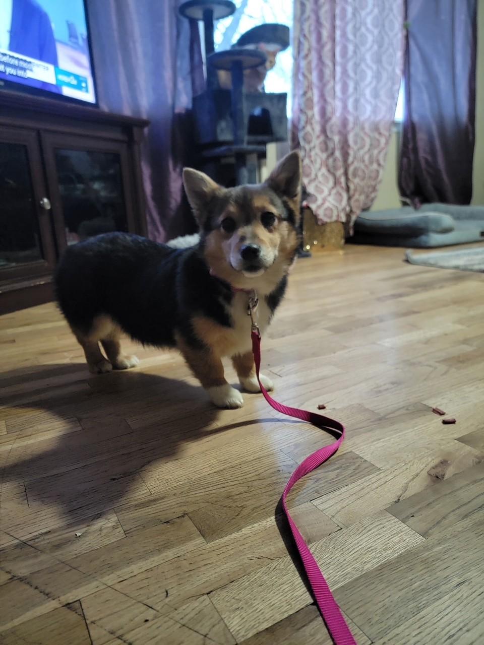 Enlarge Scout, a Adopted Corgi in Ephrata, WA image 1/3