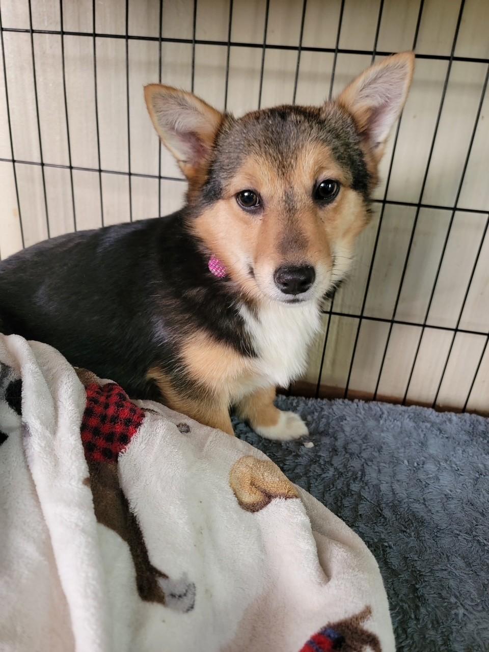 Enlarge Scout, a Adopted Corgi in Ephrata, WA image 2/3