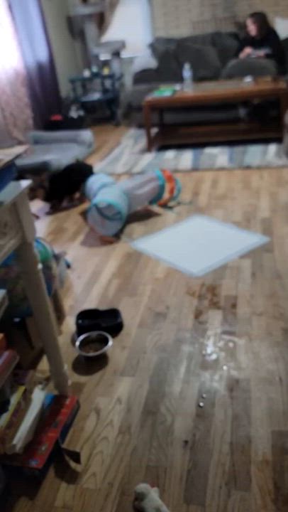 Enlarge Scout, a Adopted Corgi in Ephrata, WA video 3/3