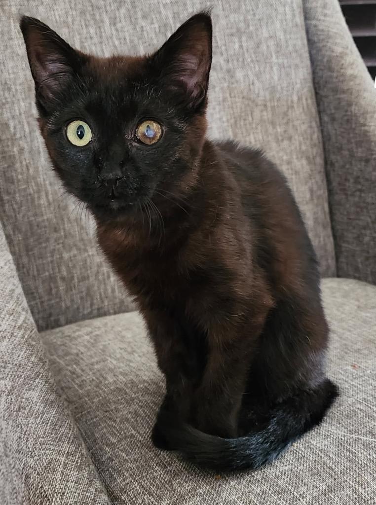 Zing, Adoptable, Young Female Domestic Medium Hair.