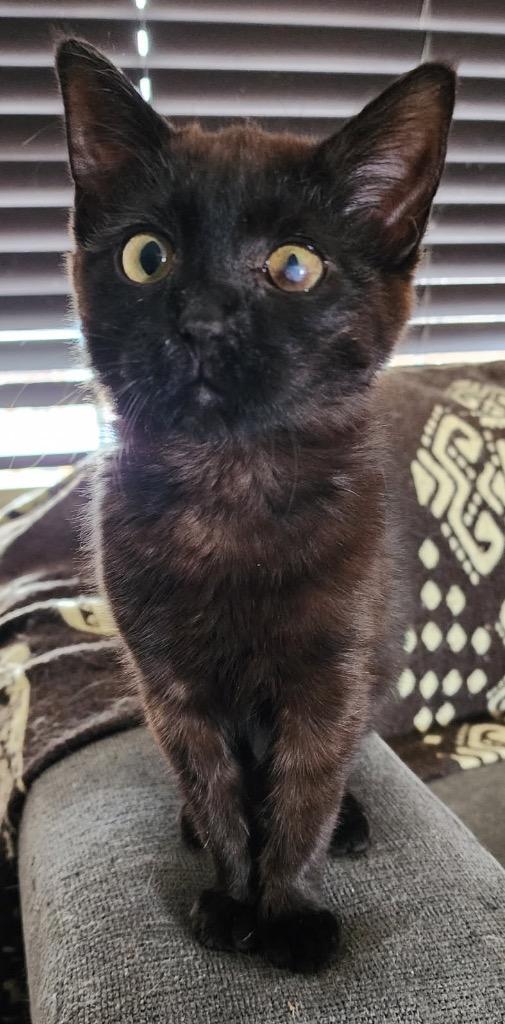 Enlarge Zing, a Adoptable mixed breed in Fort Lupton, CO image 2/5