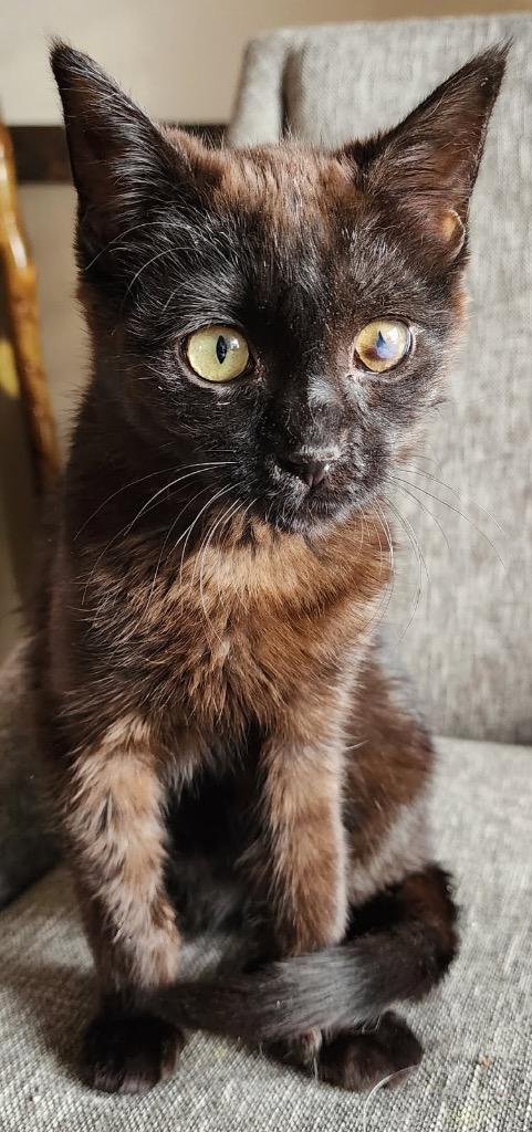 Enlarge Zing, a Adoptable mixed breed in Fort Lupton, CO image 5/5