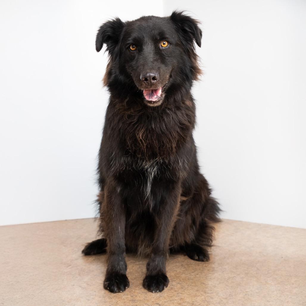 Enlarge Yoyo, a Adoptable mixed breed in Riverside, CA image 2/3