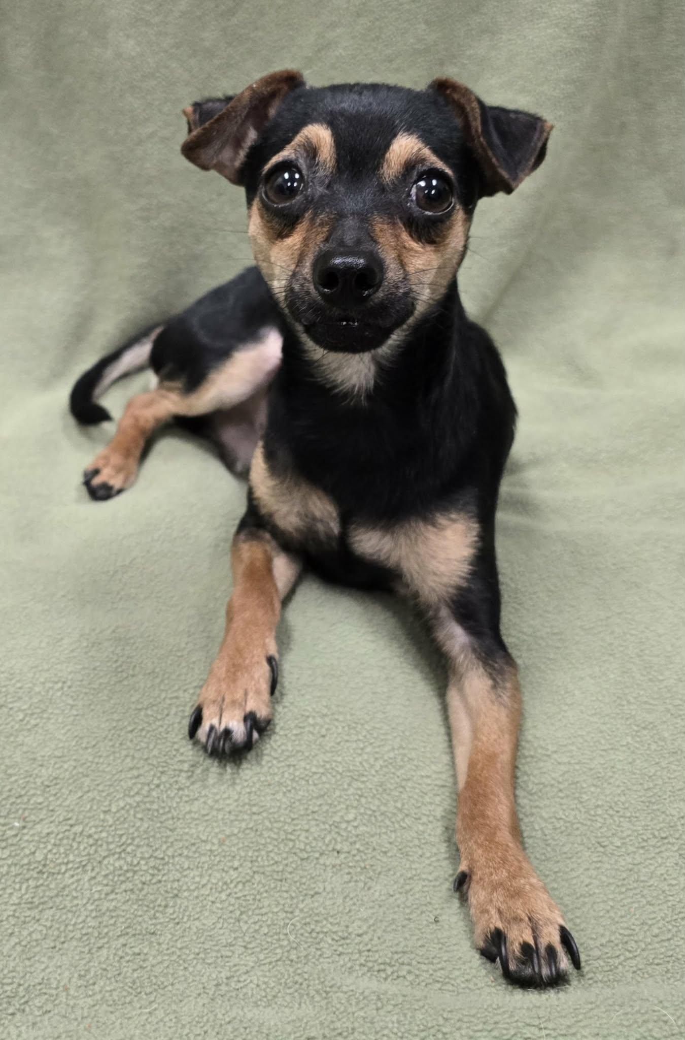 Enlarge Mateo, an adoption pending mixed breed in Frankfort, IN image 2/4