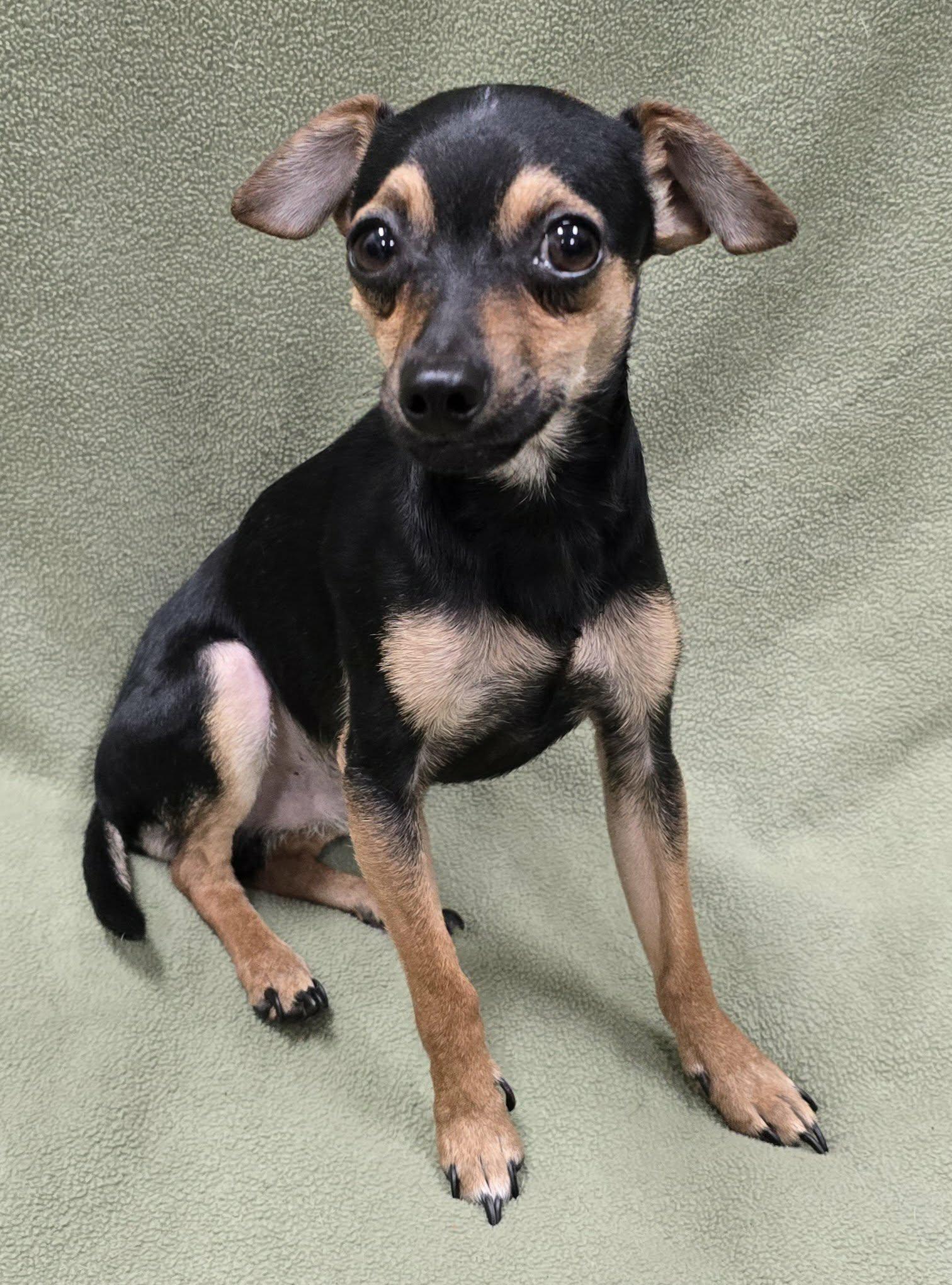 Enlarge Mateo, an adoption pending mixed breed in Frankfort, IN image 4/4